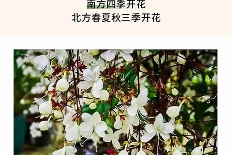 茉莉花一年开花三次要怎么养,追施有机肥施加叶面肥