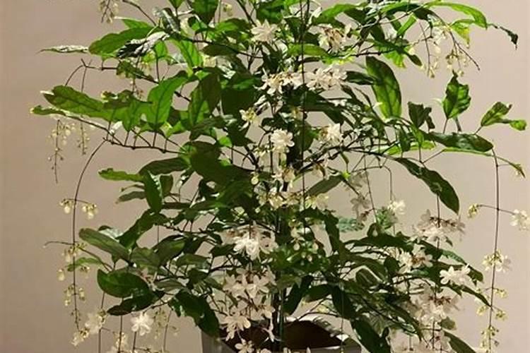 植物养护l仙气飘飘的垂丝茉莉
