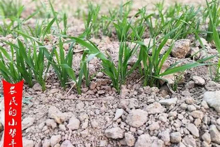 小麦在小满期间能不能使用叶面肥？