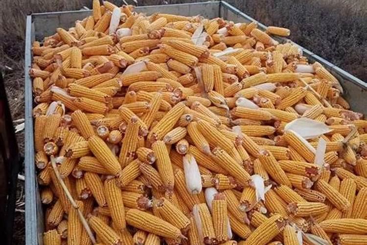 玉米施肥的最佳时间是？