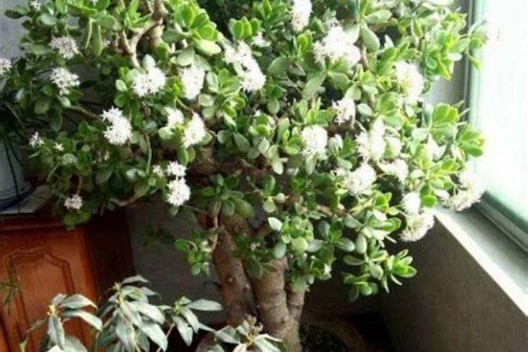 玉树不开花怎么办