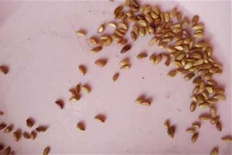 大棚散花菜反季节栽培技术,什么时候种植,怎样管理