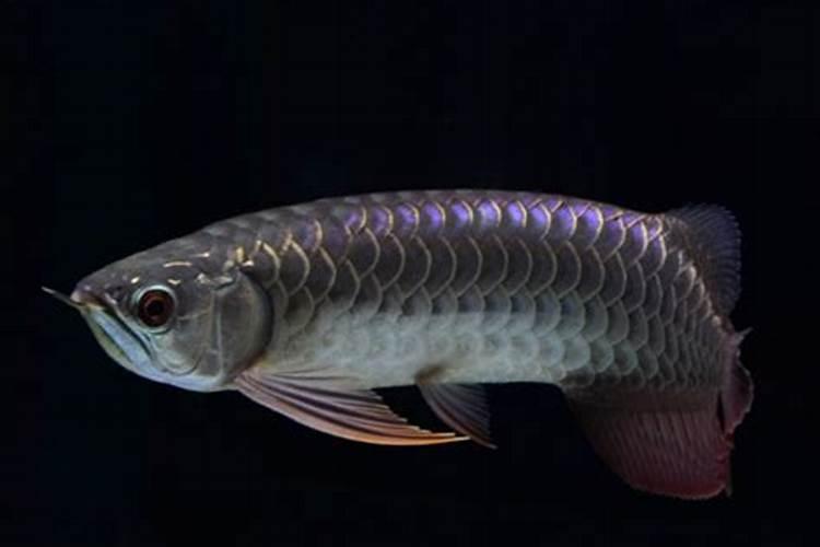 鱼是高蛋白的食物吗