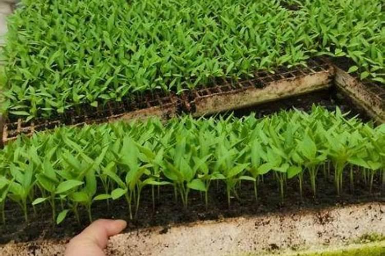 辣椒育苗土为什么要加大氮、磷肥的用量？
