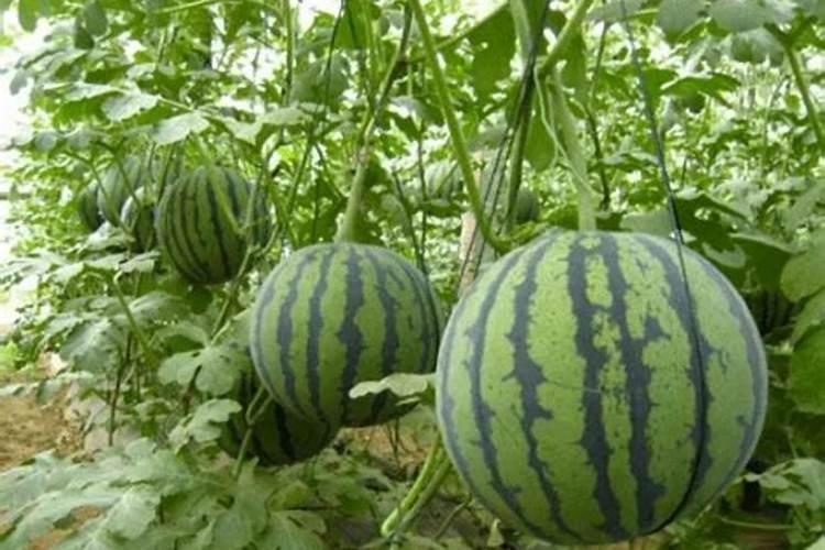 水溶复合肥在西瓜什么阶段使用？