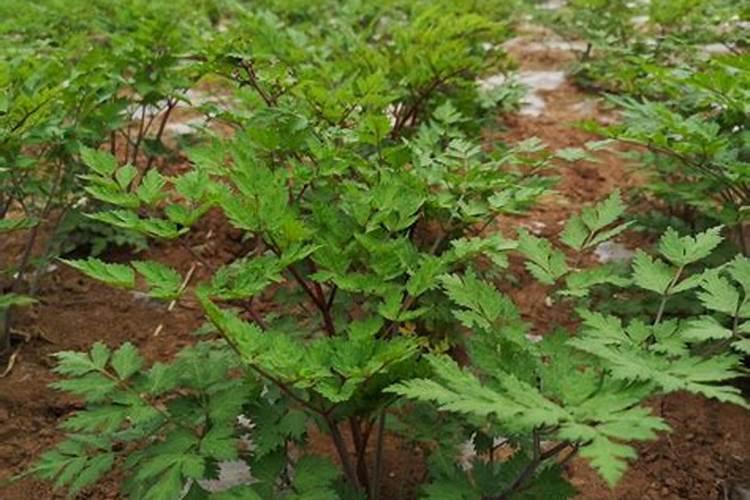 种植当归用什么肥料