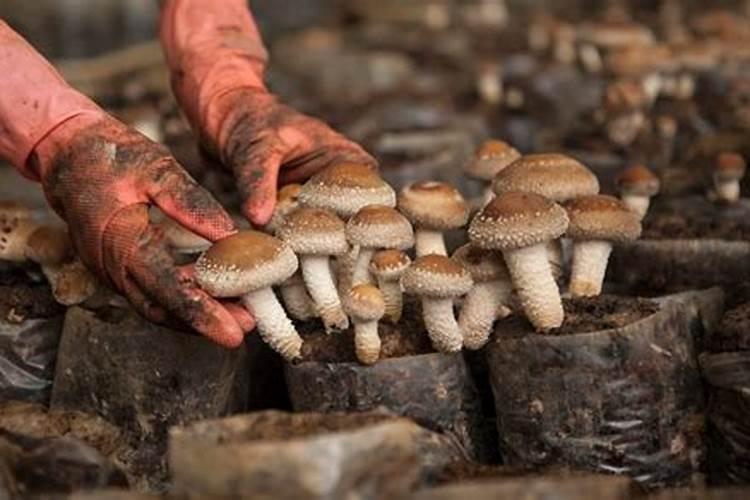 不同钾肥对食用菌产量影响