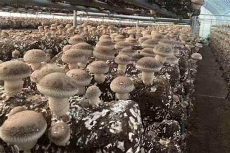 香菇草施什么肥