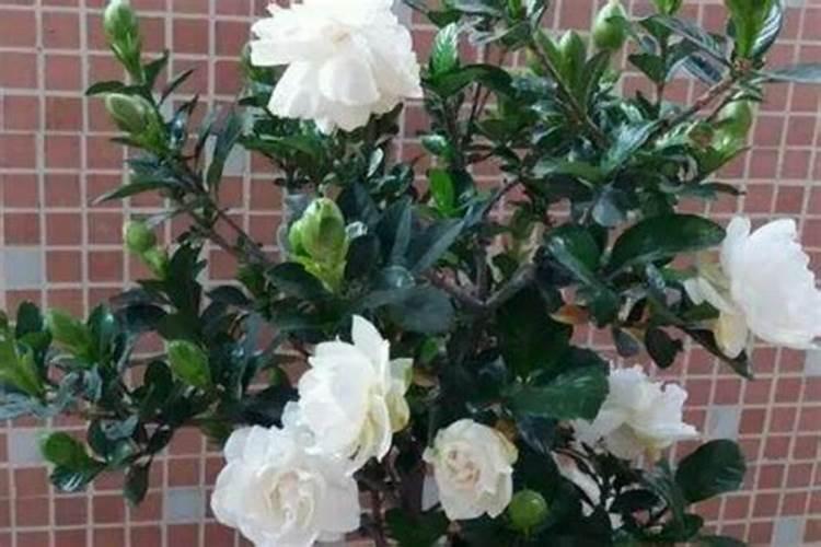 栀子花用什么肥料最好