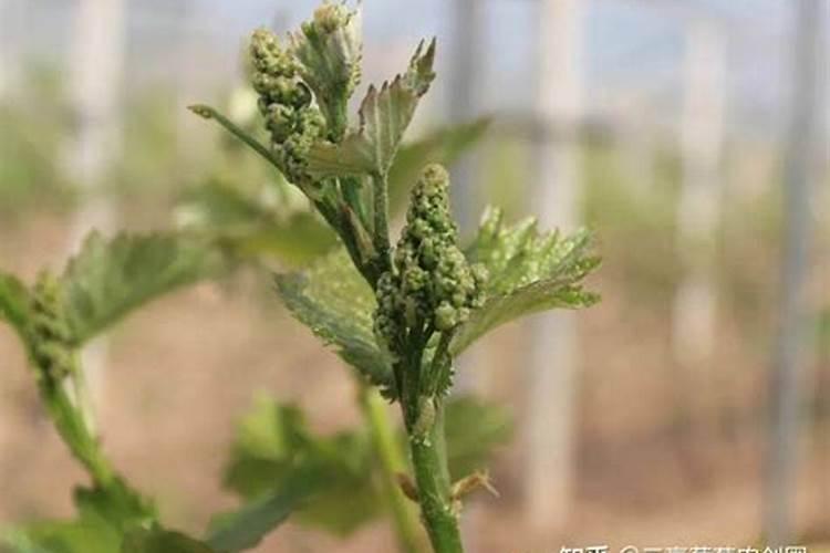 种植阳光玫瑰葡萄时,需要施什么肥呢？