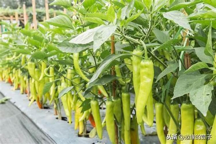 辣椒结果期几天喷一次叶面肥？