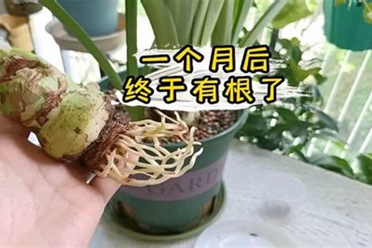 朱顶红生根,做不好养护细节,根盘腐烂,挽救困难