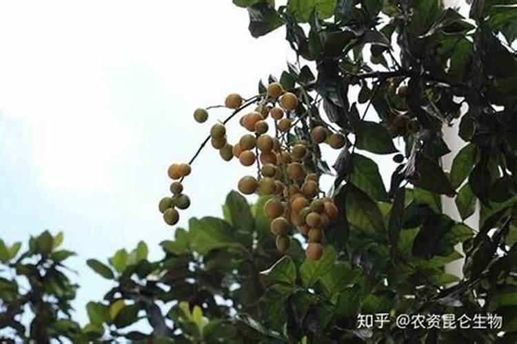 黄皮果怎么种呢