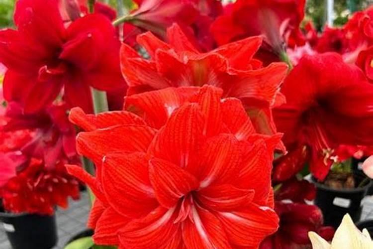 朱顶红如何追肥长叶多