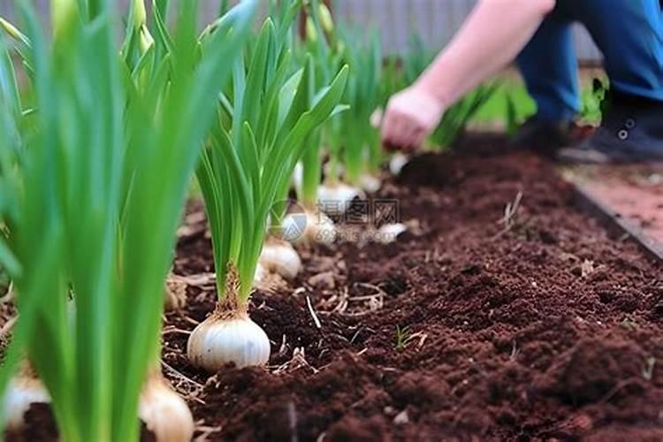 28芸苔素赤霉酸在大蒜上的正确用量