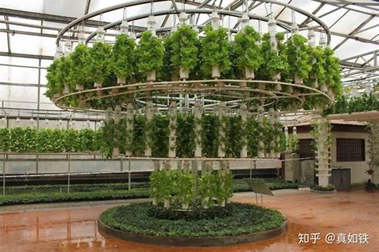 大棚葡萄挂果后如何管理