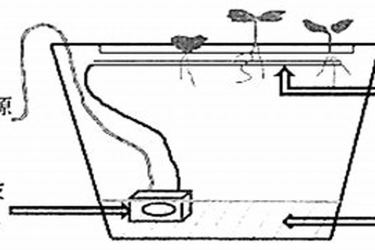 怎样在阳台上无土栽培蔬菜