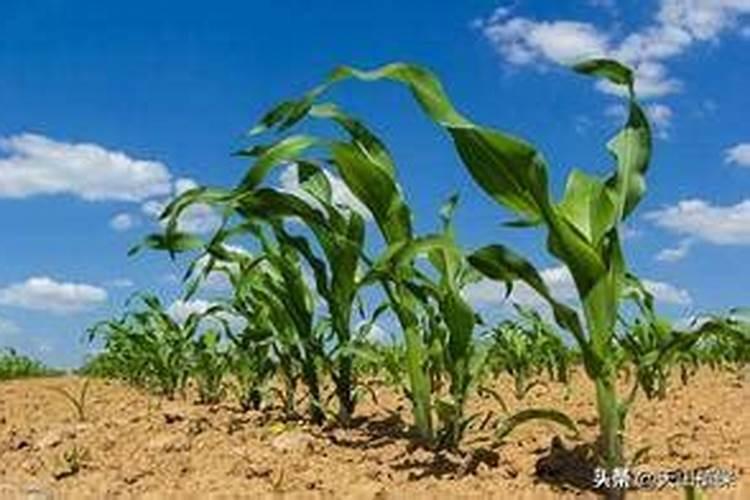 玉米什么时候施肥好 追啥肥料好
