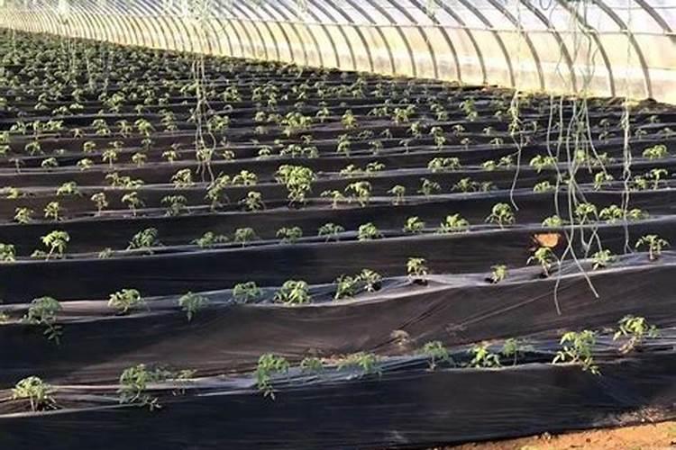 西红柿喜欢什么肥长得最好