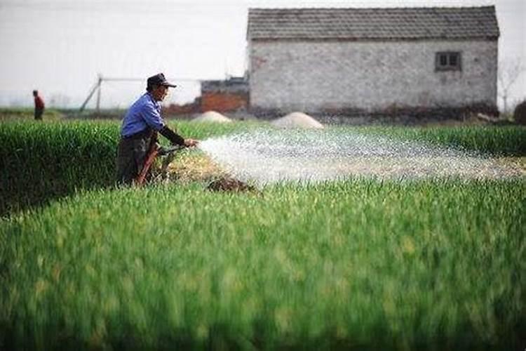 冲施肥和复合肥的区别