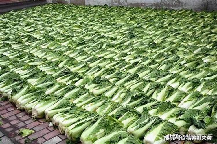 钾肥适合什么蔬菜