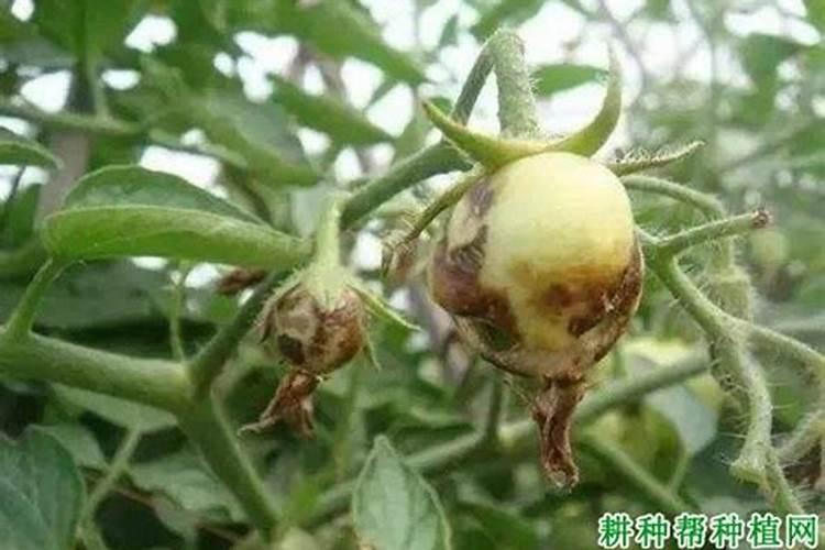 黄瓜缺硼的症状和原因是什么,怎样进行防治？