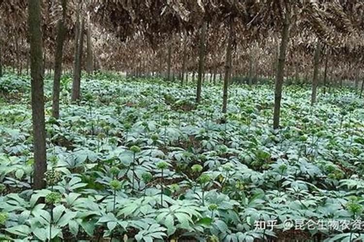 中药材西洋参适合施什么肥料？中药材西洋参增产叶面肥？