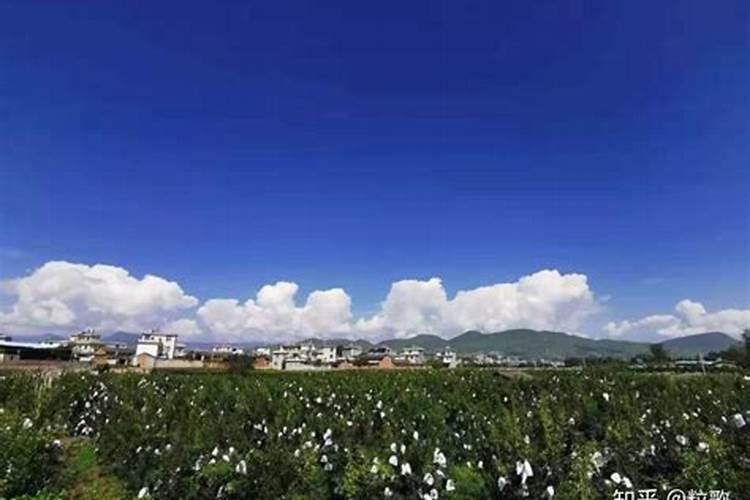 夏黑葡萄生长好快吗