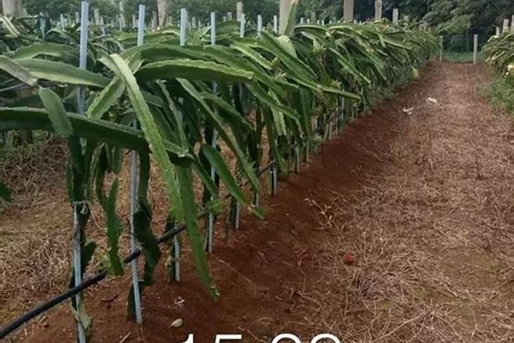 二铵肥料十大名牌排名