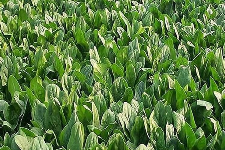 养殖菠菜应该怎么施肥