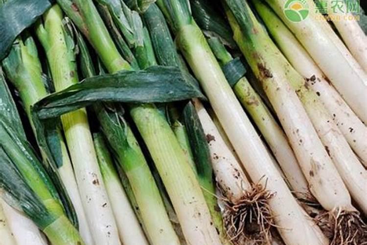 大葱用什么水溶肥效果好？大葱专用肥是什么肥料？