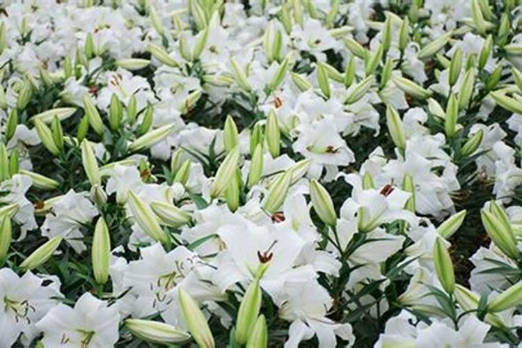 尿液可以做肥料吗