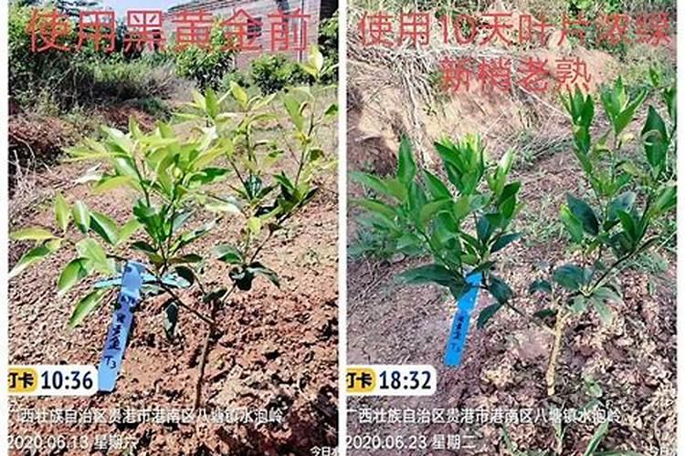 柿子空心是咋回事？
