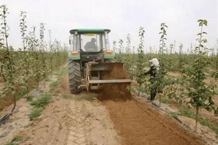 苹果树需要什么肥料