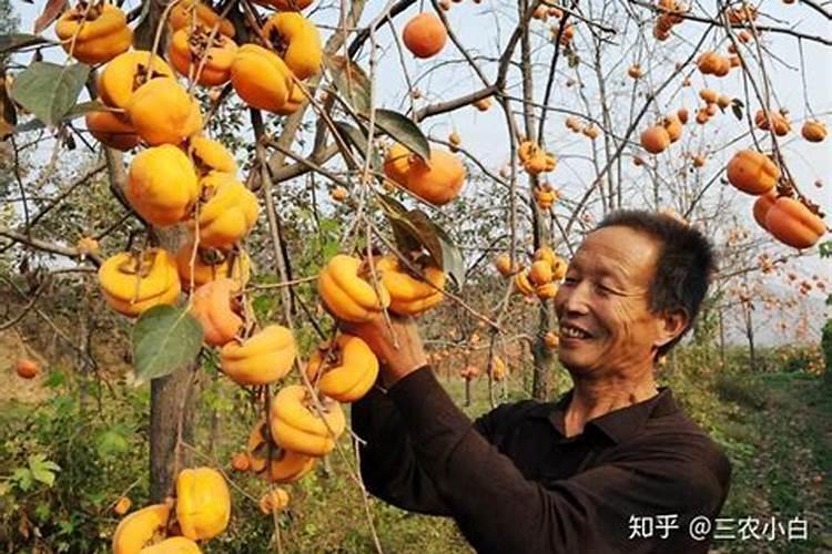 什么时候能给柿子树施肥？哪里有柿子树苗批发？甜柿需要哪些肥料？