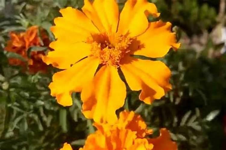 万寿菊为什么不开花