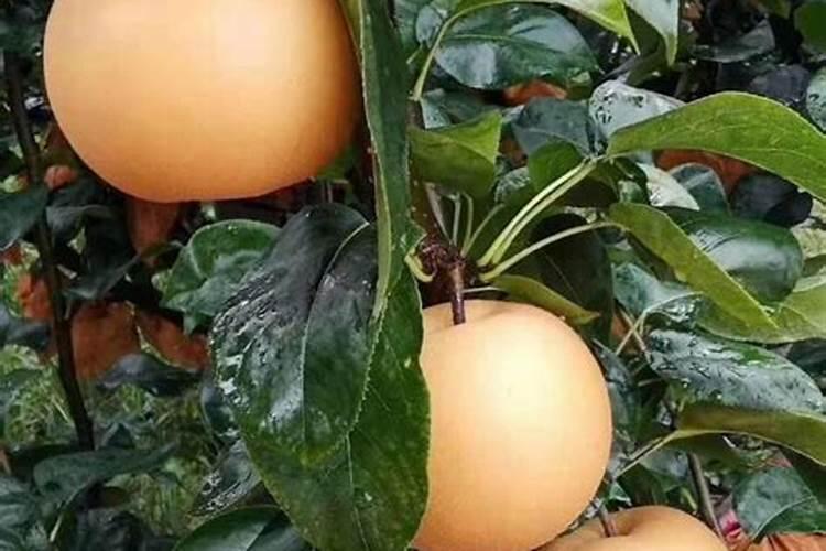 硫酸钾对果树的好处？