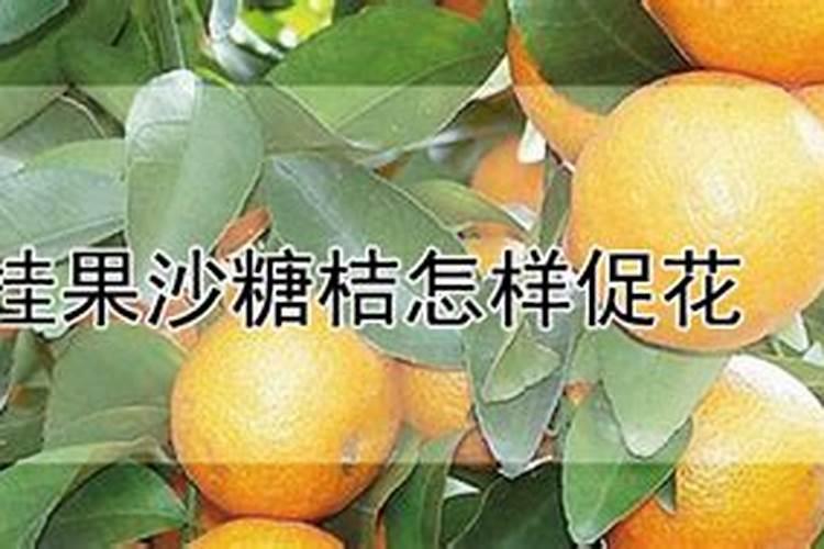 黄豆泡水浇花是生的好还是煮熟好