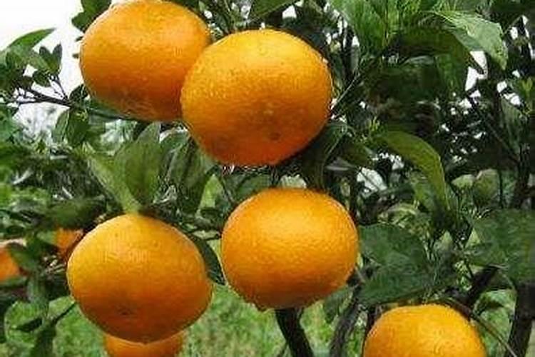 茂谷柑详细资料大全