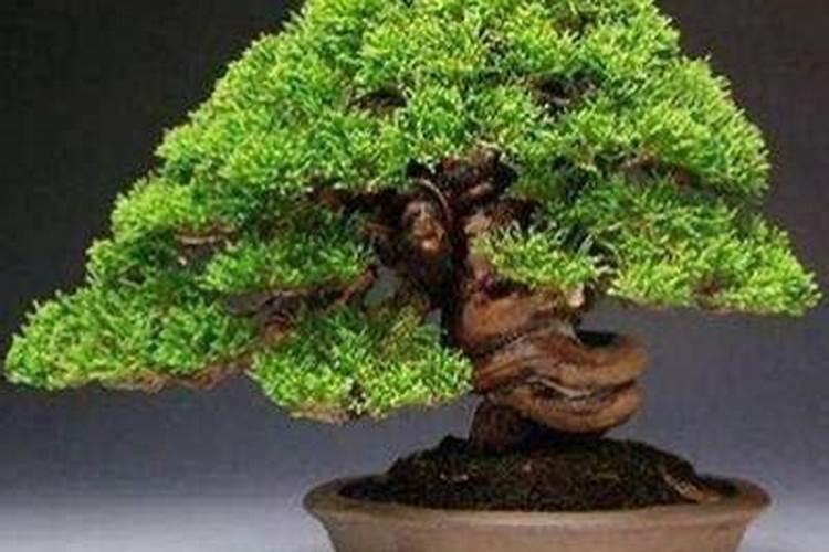 大树移栽后多久施肥 移栽后多久给大树施肥？