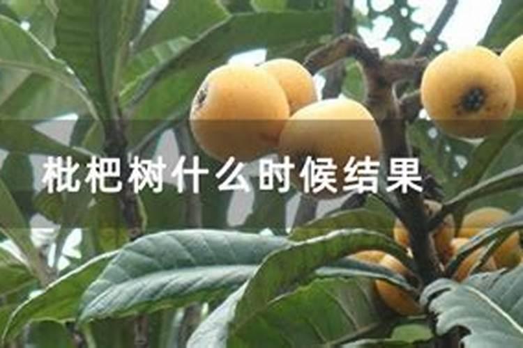 求教枇杷花很多确没什么果子什么原因呢？