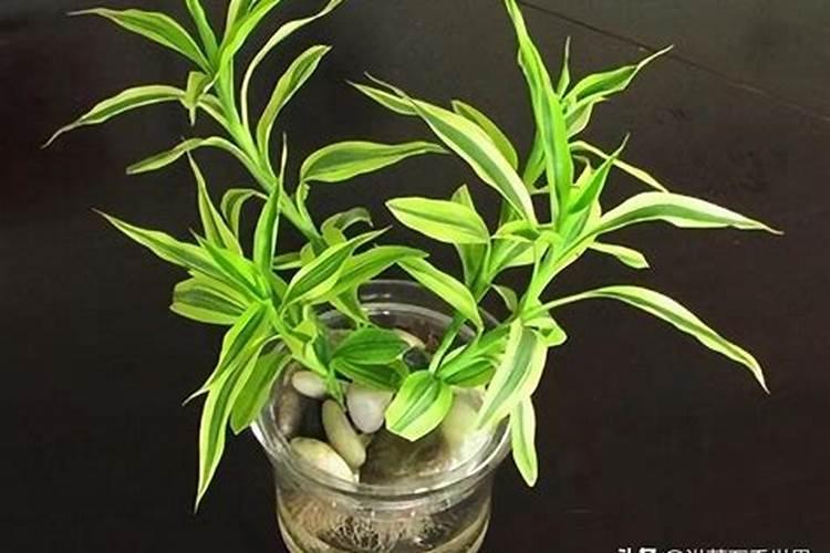 水培富贵竹怎么施肥