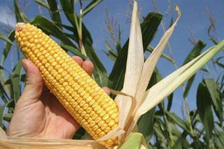 玉米在什么时期追钾肥