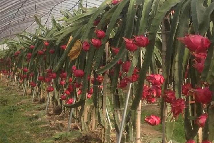 火龙果树是什么样的