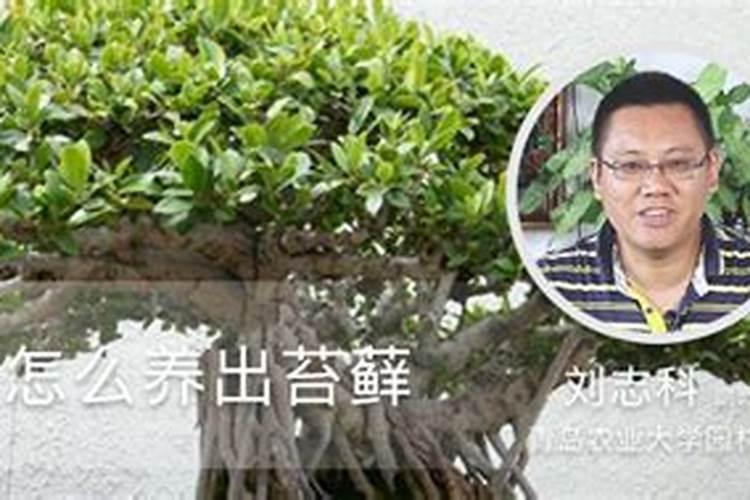 珍珠柏养护方法和注意事项？