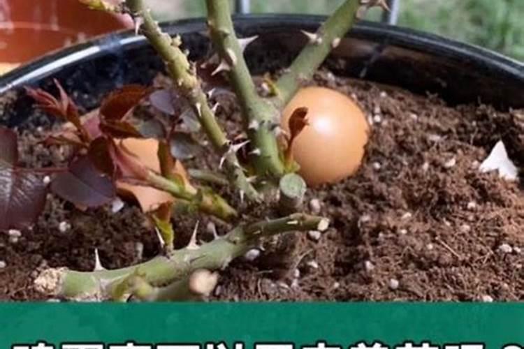 月季氮肥施多了,有什么办法救