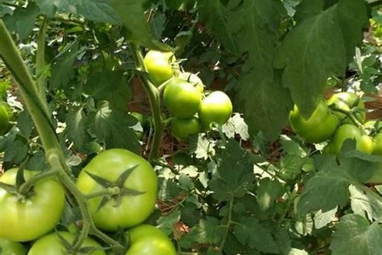 请问西红柿移栽后应使用什么样的肥料？到坐果前