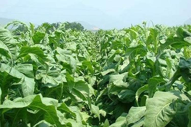 冬烟云87种植技术施肥步骤