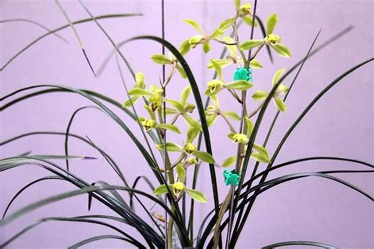 大花蕙兰怎么施肥