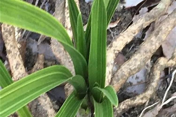 大花蕙兰施肥方法 怎样给大花蕙兰施肥